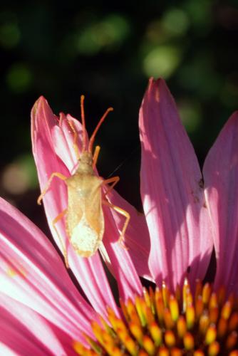 Gonocerus acuteangulatus